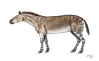 Hypohippus