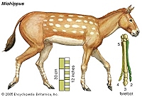 Miohippus