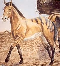 Equus
