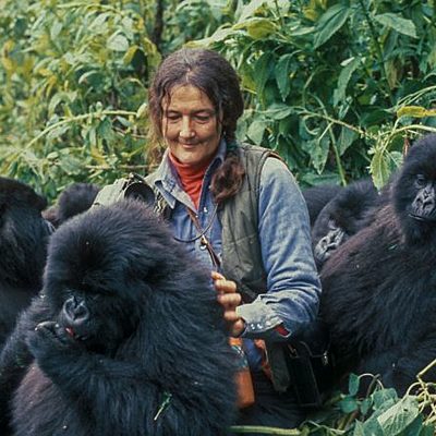 Timeline: Dian Fossey