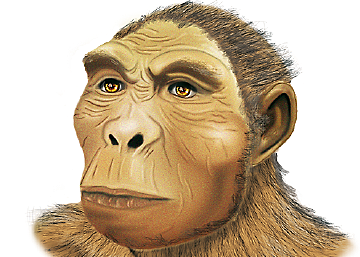 Surgimiento de Homínidos