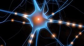 Timeline: Etapas de excitabilidad de la neurona.