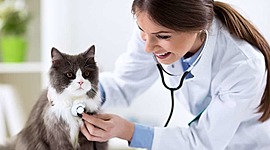 Timeline: Mi futuro profesional