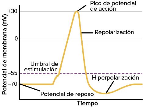 Hiperpolarizacón (en algunos casos)