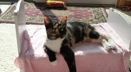 Timeline: The Life of the Cats of Baas