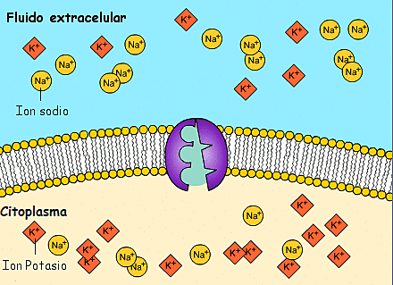 Reestablecimiento de cargas al nivel inicial