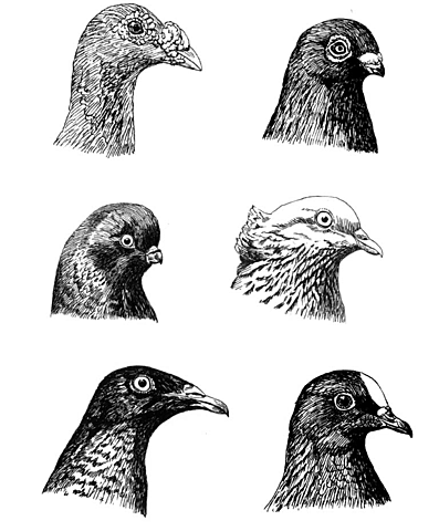 Darwin begins raising pigeons