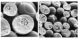 SE NOMBRA COMO "ZIMASA" A LA ENZIMA CAUSANTE DE LA FERMENTACIÓN DE LA SACAROSA