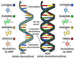 DESCUBRIMIENTO DE ADN Y ARN EN LAS CÉLULAS