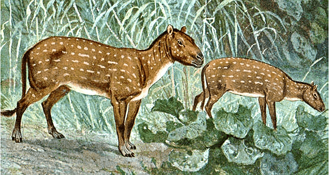EOHIPPUS. (ANTEPASADO MAS ANTIGUO DEL CABALLO).