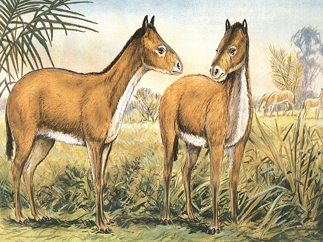 MESOHIPPUS. (CABALLO INTERMEDIARIO).