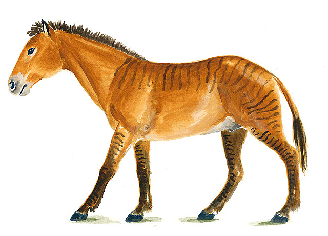 DINOHIPUS. (PARIENTE DIRECTO DEL CABALLO).