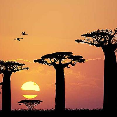 Timeline: Evolución de las plantas