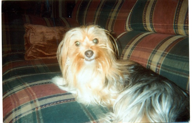 Got My First Yorkie Named Neo