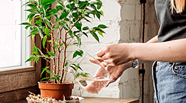 Timeline: RESULTADO DE SIEMBRA FINAL LAURA VANESA BERMUDEZ GAMBOA