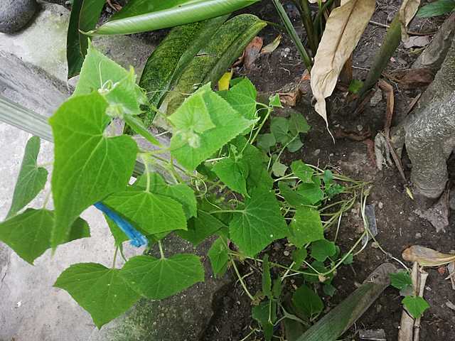 PLANTA DE PEPINO