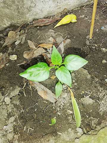 PLANTA DE PIMENTÓN