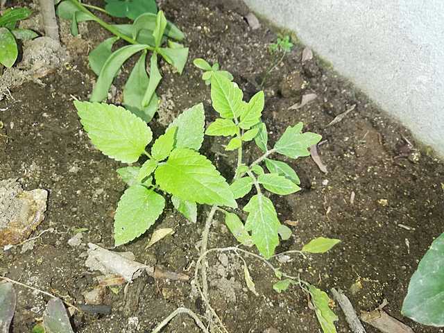 PLANTA DE TOMATE