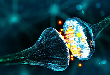 los neurotransmisores.