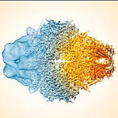 La criomicroscopía electrónica