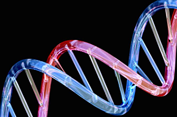 Genoma humano descifrado.