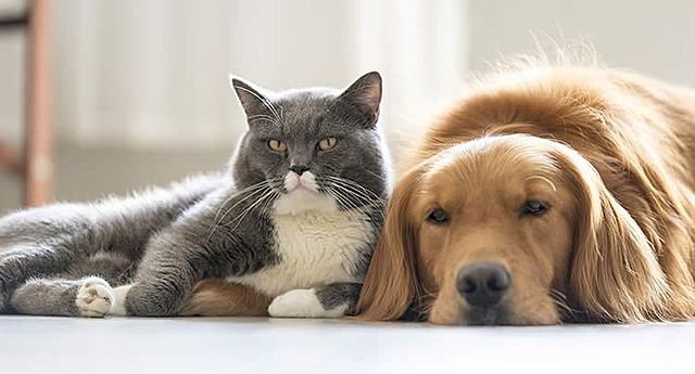 ESTABLE SOCIOECONÓMICAMENTE