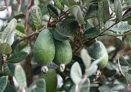 Feijoa