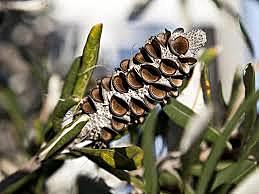 Banksia