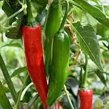 Chilli