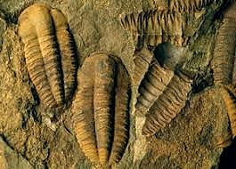 Fossili risalenti all'era paleozoica