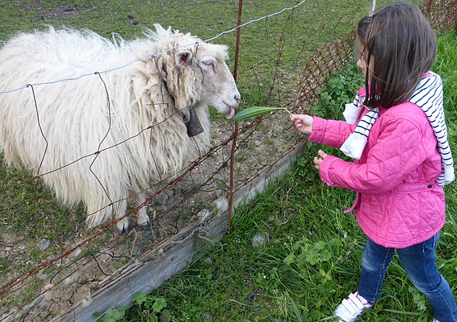 Ardiari janaria ematen