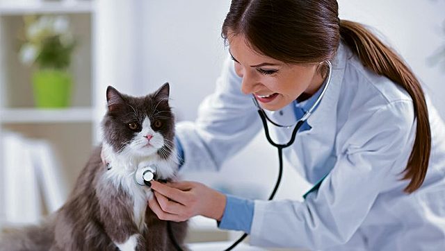 emprendo una clínica veterinaria