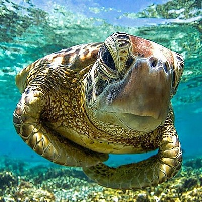 Timeline: Evolución de la tortuga marina