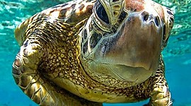 Timeline: Evolución de la tortuga marina