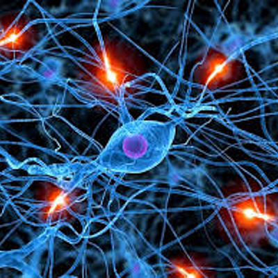 Timeline: LA EVOLUCIÓN DEL SISTEMA NERVIOSO