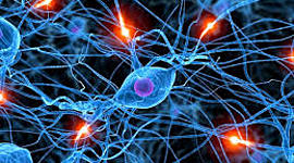 Timeline: LA EVOLUCIÓN DEL SISTEMA NERVIOSO