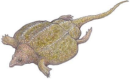 palaeochersis talampayensis