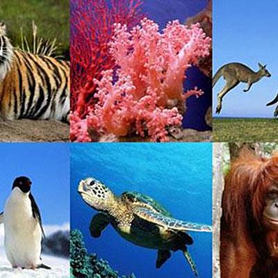 Timeline: Animales en peligro de extinción