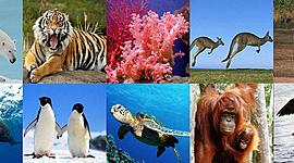 Timeline: Animales en peligro de extinción