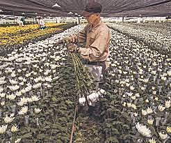 Comienzo sector agrícola en el Cesar