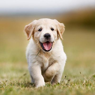 Timeline: ¿Cómo ha evolucionado jurídicamente las relaciones humanas con los demás animales?