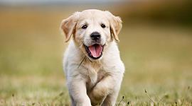 Timeline: ¿Cómo ha evolucionado jurídicamente las relaciones humanas con los demás animales?