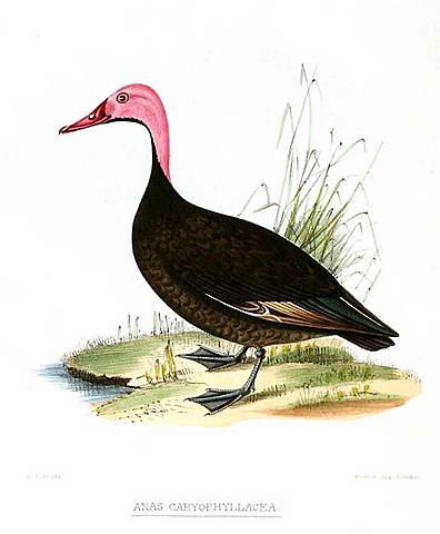 Pato de cabeza rosada (extinto)