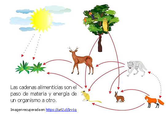 Importancia de la Cadena Alimenticia