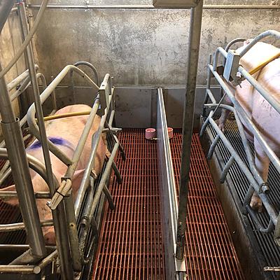 Timeline: Il percorso della scrofa