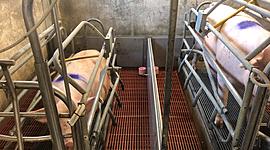 Timeline: Il percorso della scrofa