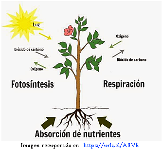 Alimentación en Plantas