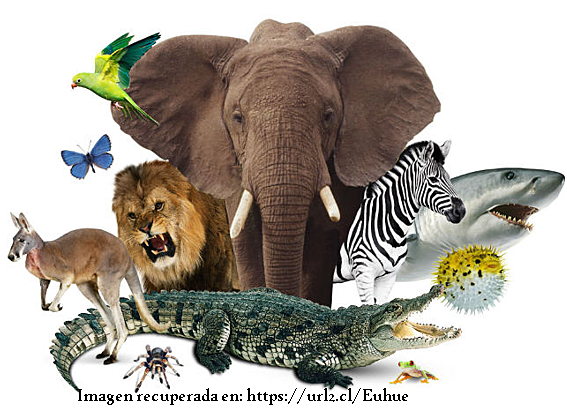 Clasificación de los animales según lo que comen.