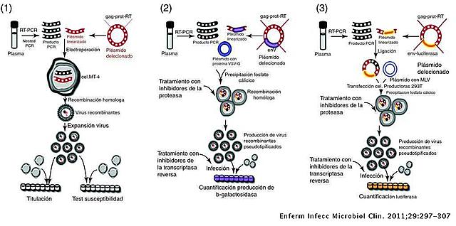 Clonación y Secuenciación del virus