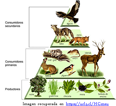 Importancia de la Pirámide Trófica.